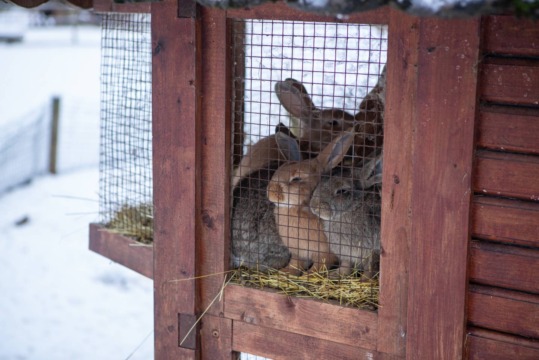 How to Keep Rabbits Warm in Winter – Mother Earth News