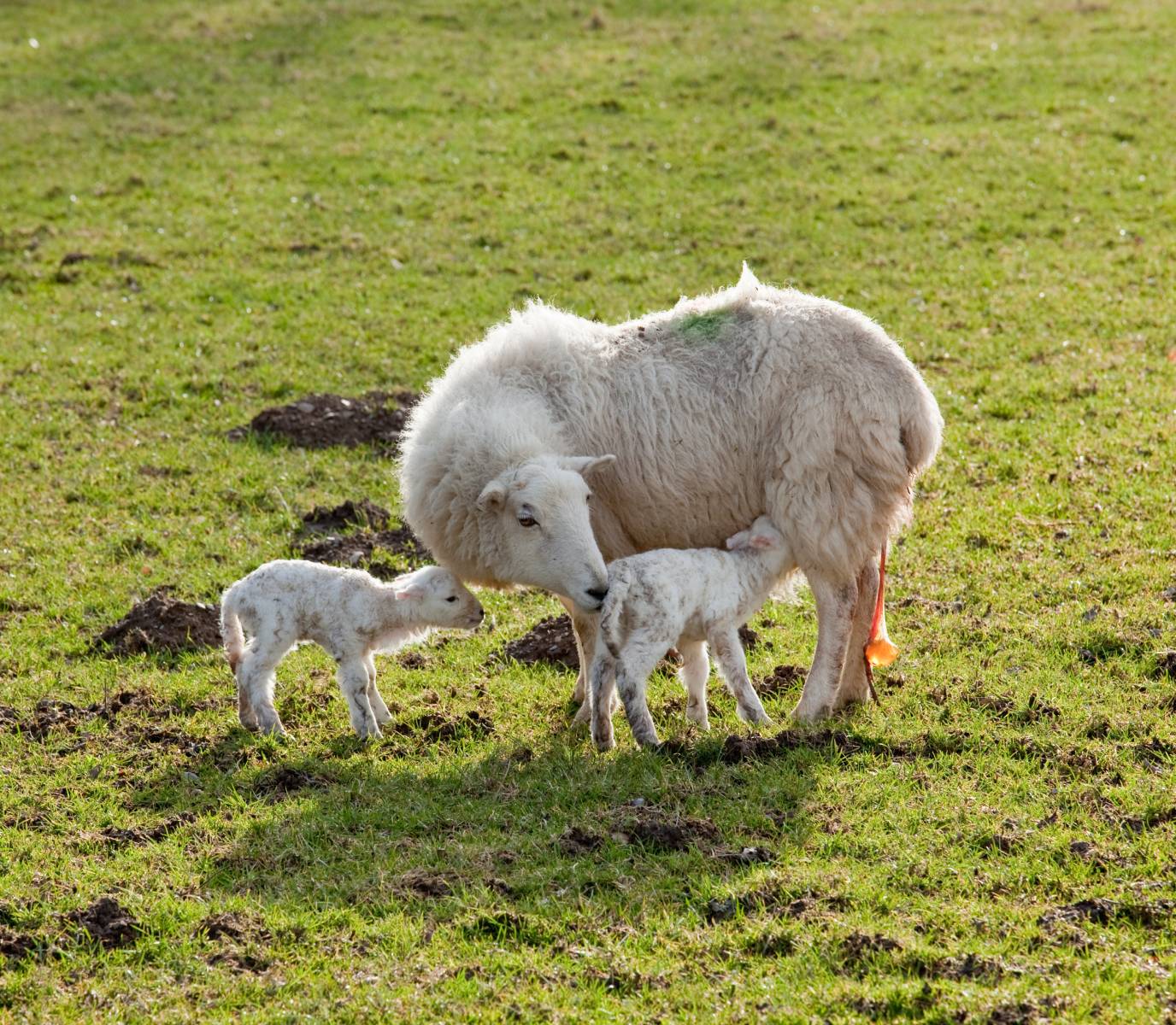 How Long Are Sheep Pregnant For + Lambing Guide – Mother Earth News