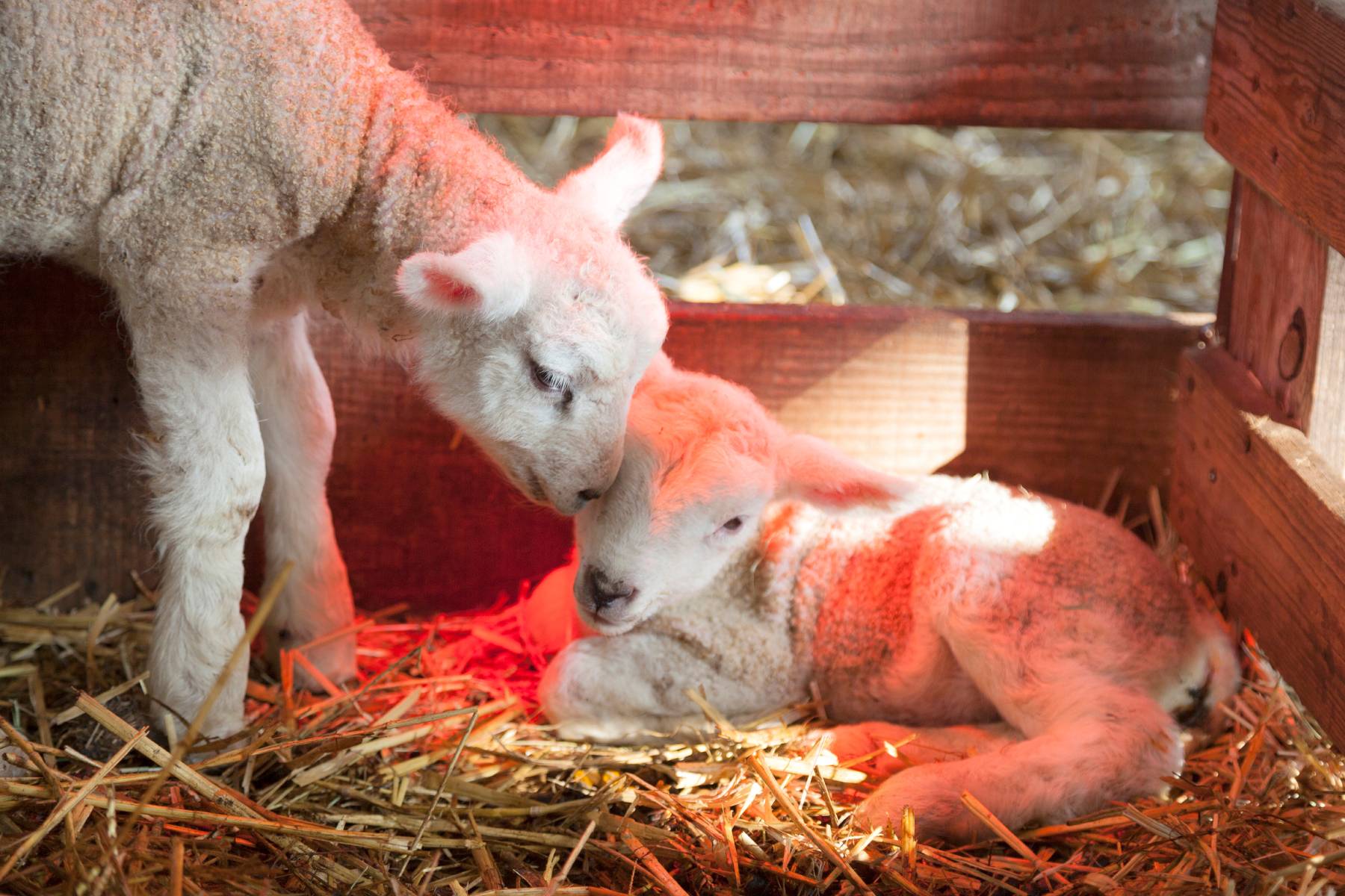 Treating Hypothermia in Lambs & Goats in Cold Weather – Mother Earth News