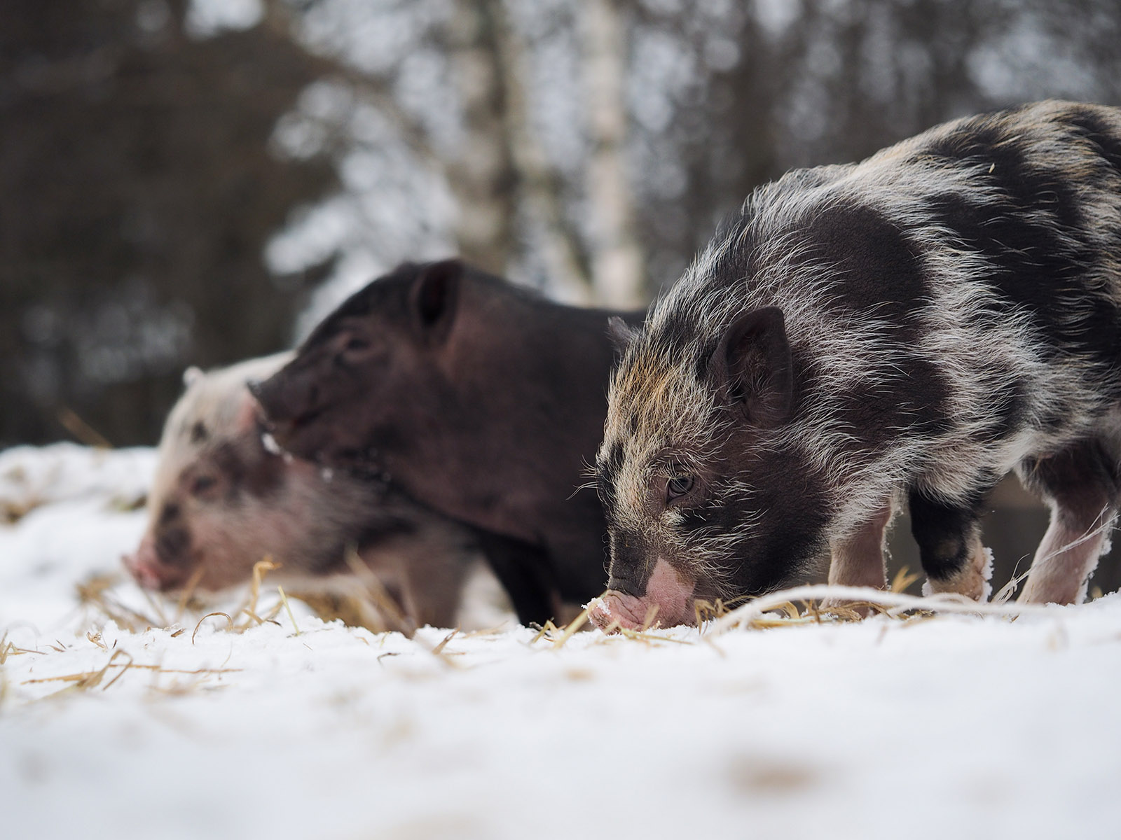 Securing a Winter Pig Shelter on Pasture – Mother Earth News